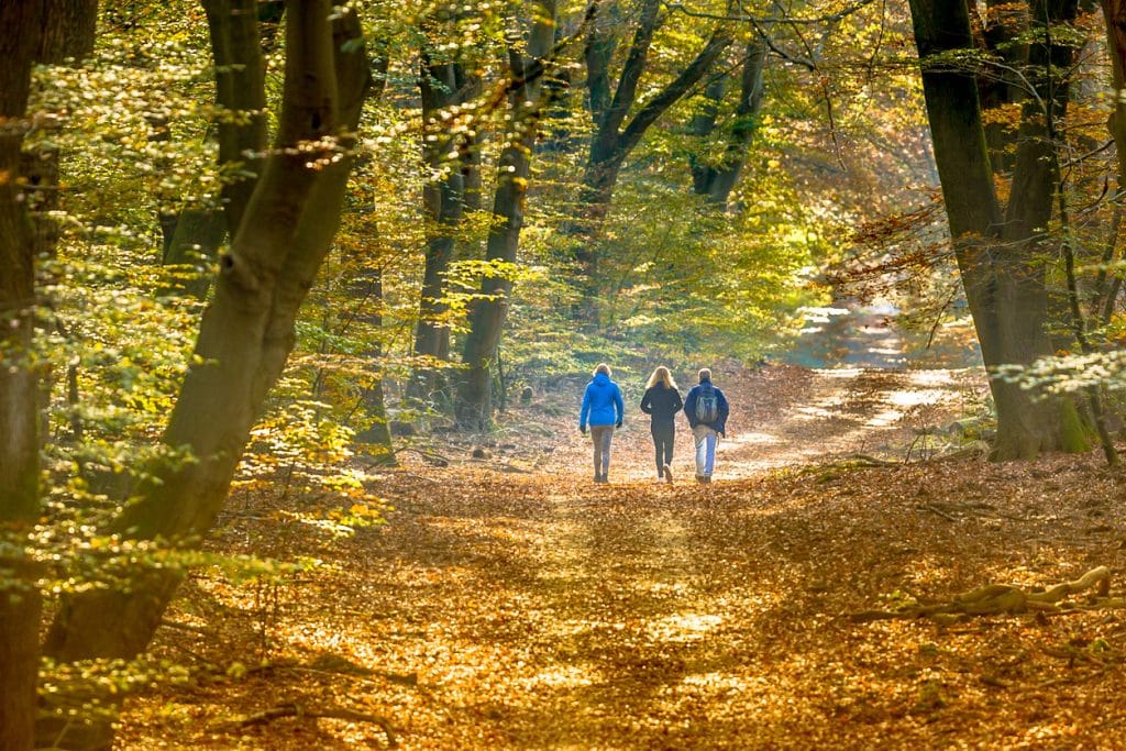 People strolling on Walkway in autumn forest with colorfull fall foliage in hazy conditions.