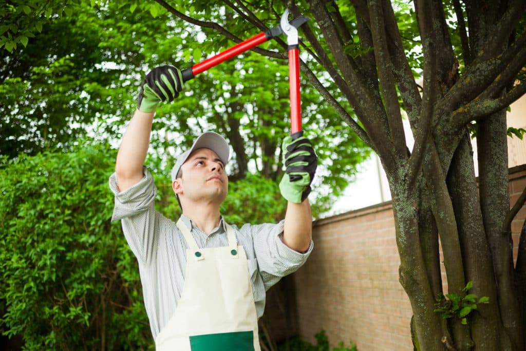 Gardening with apron using red shears on a tree