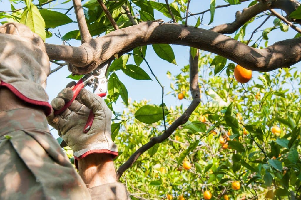 farmer pruning trees with shears