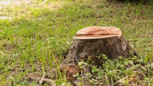 Stump on green grass