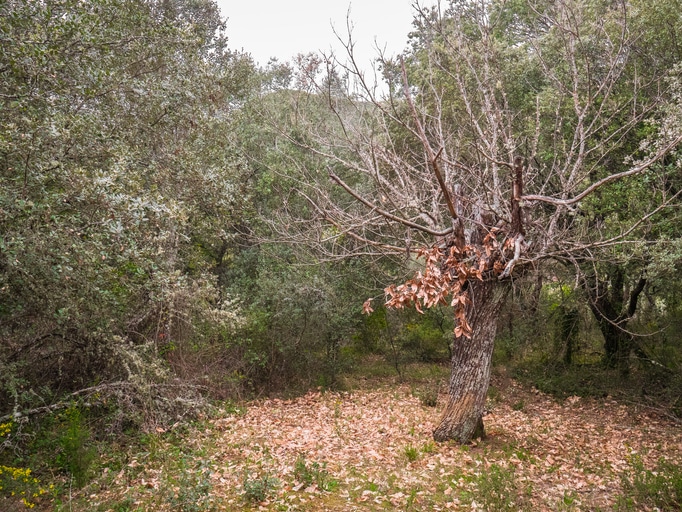 tree with few leaves